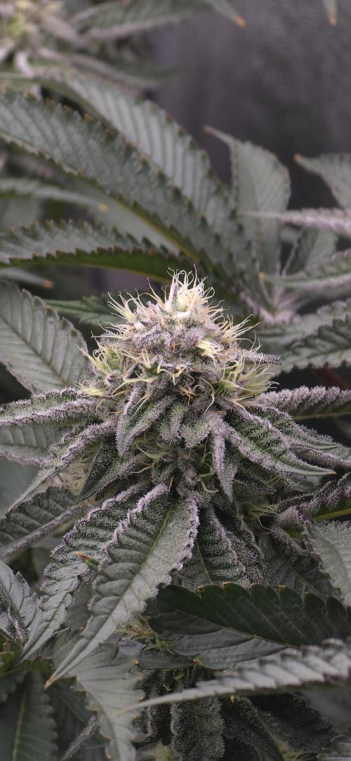 Wrank R2 microgrower's pheno-hunting. Week 21