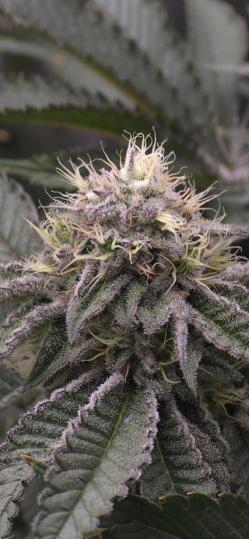 Wrank R2 microgrower's pheno-hunting. Week 21