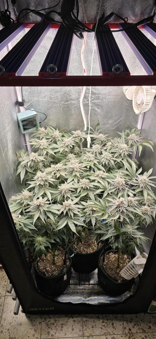 Wrank R2 microgrower's pheno-hunting. Week 22