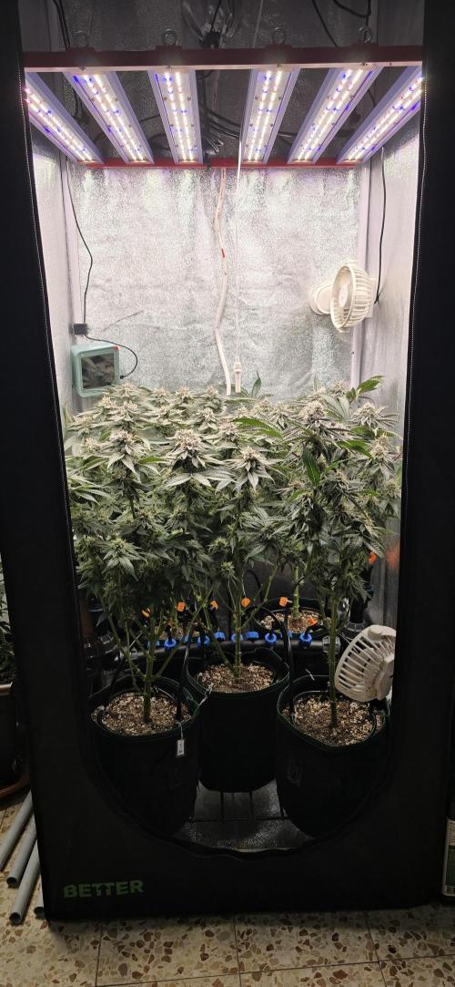 Wrank R2 microgrower's pheno-hunting. Week 22