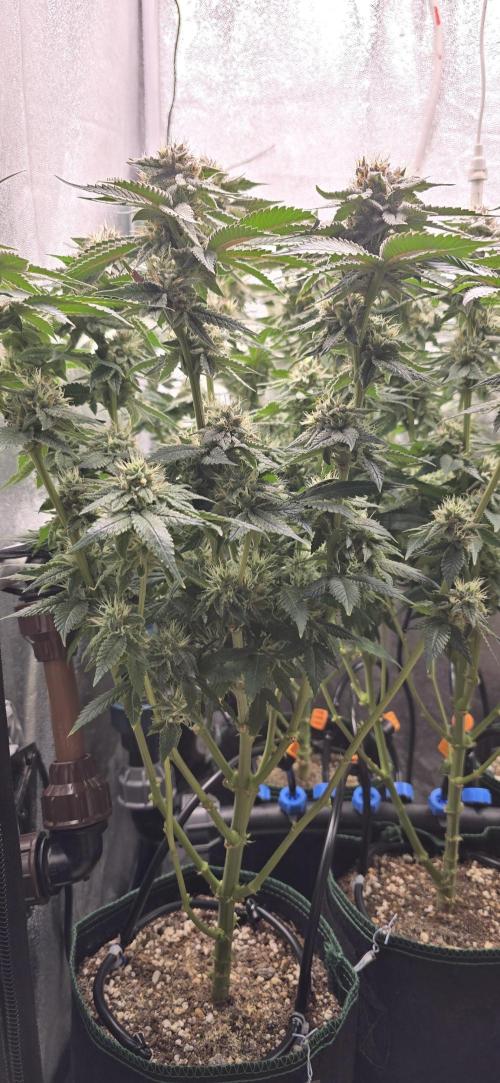 Wrank R2 microgrower's pheno-hunting. Week 22