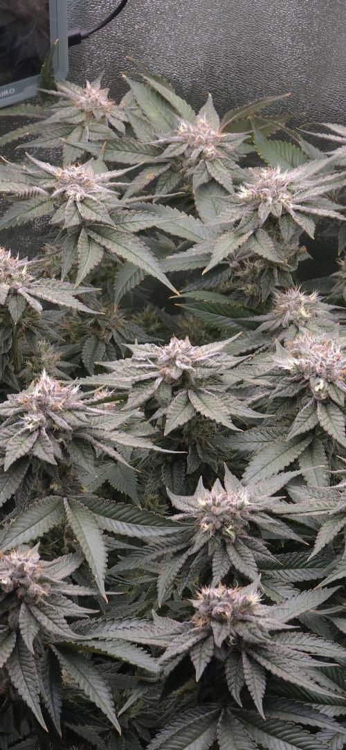 Wrank R2 microgrower's pheno-hunting. Week 22