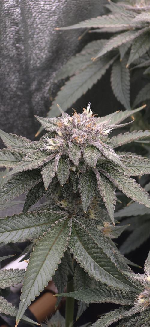 Wrank R2 microgrower's pheno-hunting. Week 22