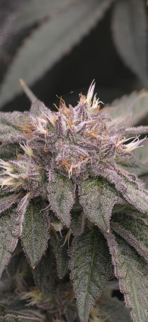 Wrank R2 microgrower's pheno-hunting. Week 22