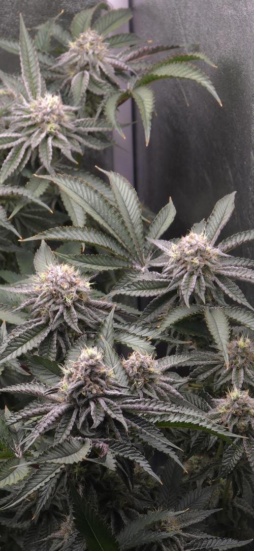 Wrank R2 microgrower's pheno-hunting. Week 22