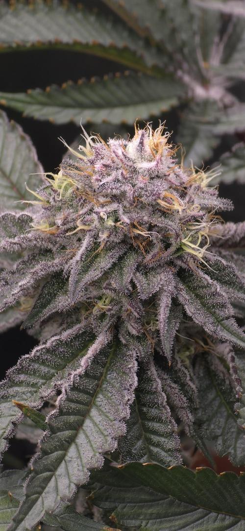 Wrank R2 microgrower's pheno-hunting. Week 22