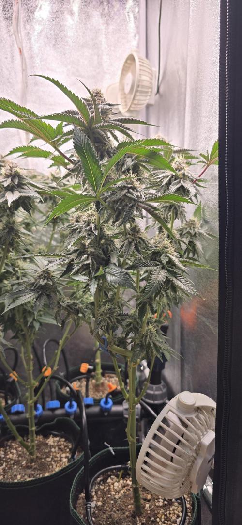 Wrank R2 microgrower's pheno-hunting. Week 22