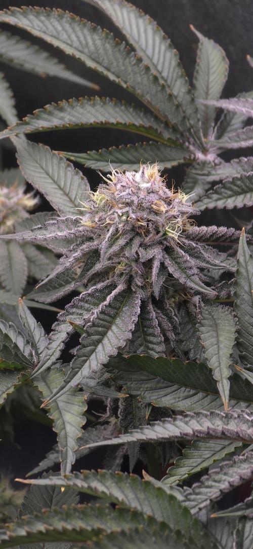 Wrank R2 microgrower's pheno-hunting. Week 22
