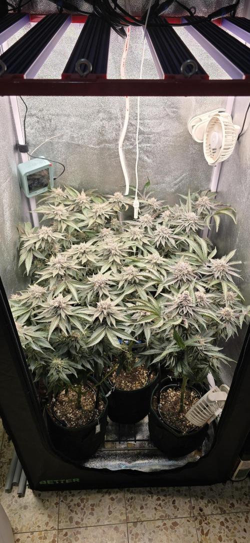 Wrank R2 microgrower's pheno-hunting. Week 23