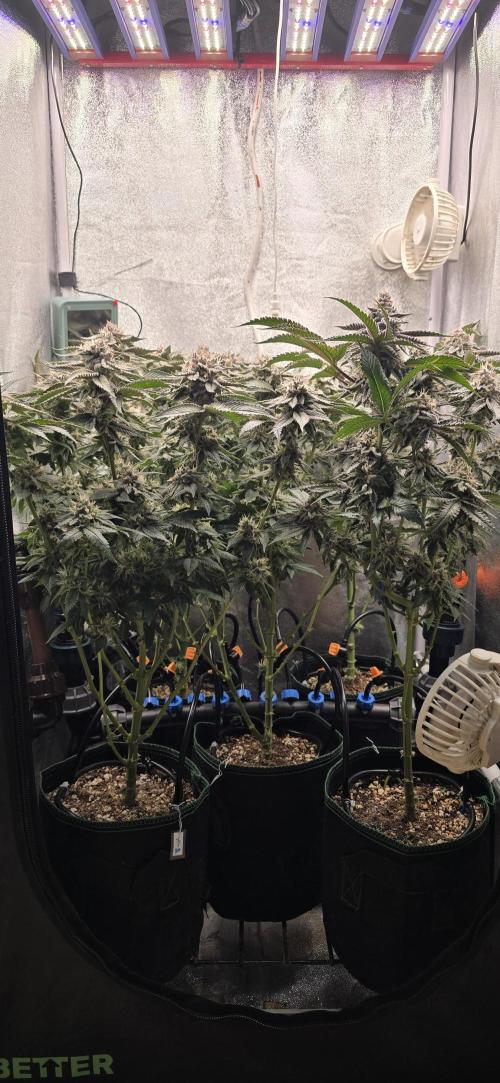 Wrank R2 microgrower's pheno-hunting. Week 23