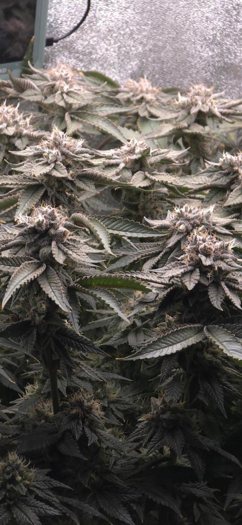 Wrank R2 microgrower's pheno-hunting. Week 23
