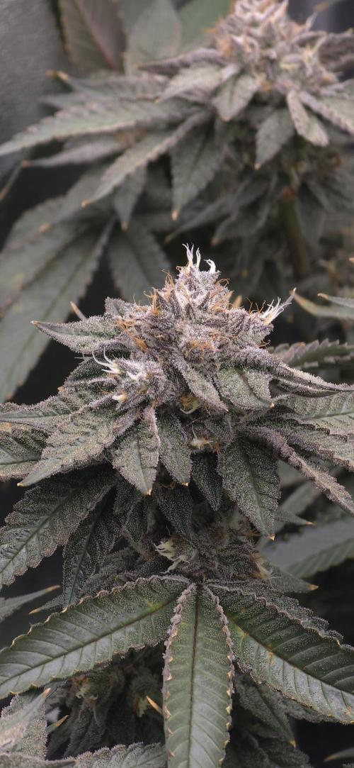 Wrank R2 microgrower's pheno-hunting. Week 23