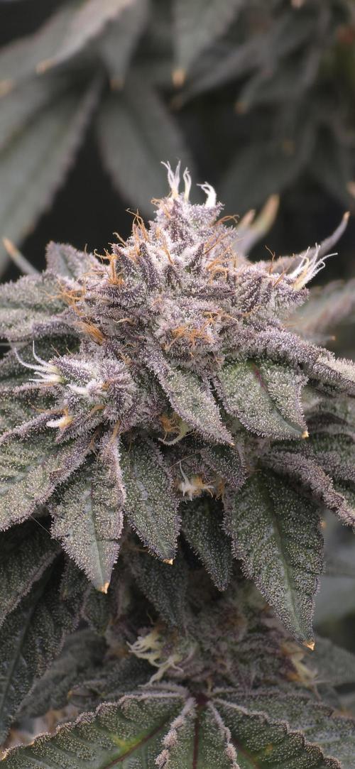 Wrank R2 microgrower's pheno-hunting. Week 23