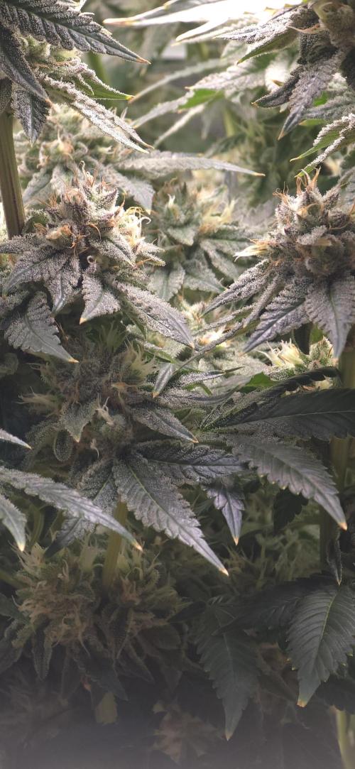 Wrank R2 microgrower's pheno-hunting. Week 23