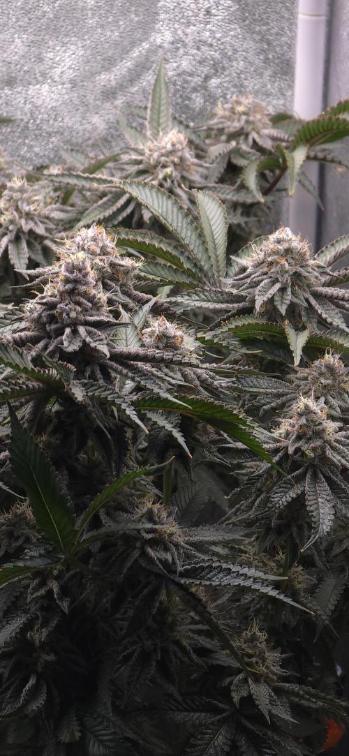 Wrank R2 microgrower's pheno-hunting. Week 23