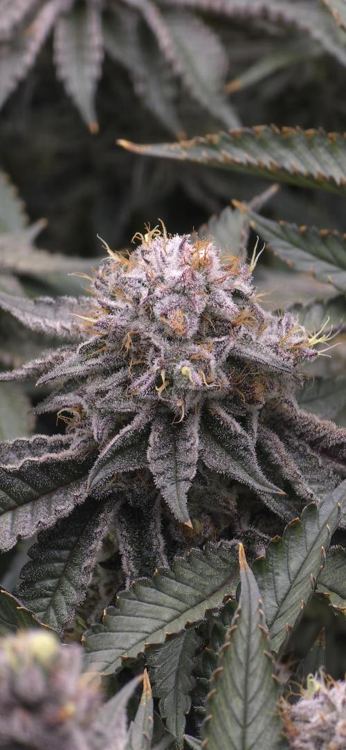 Wrank R2 microgrower's pheno-hunting. Week 23