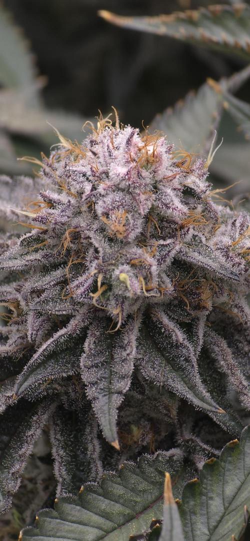 Wrank R2 microgrower's pheno-hunting. Week 23