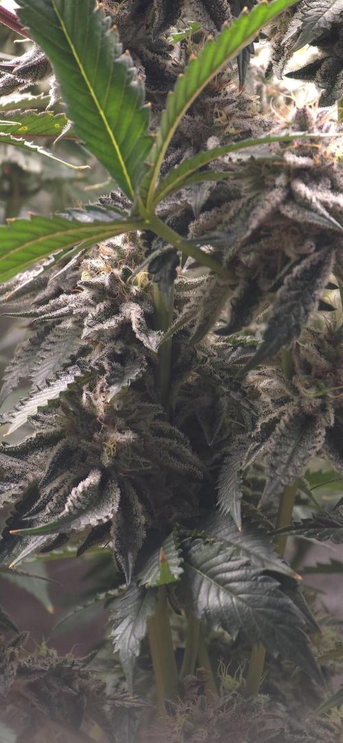 Wrank R2 microgrower's pheno-hunting. Week 23