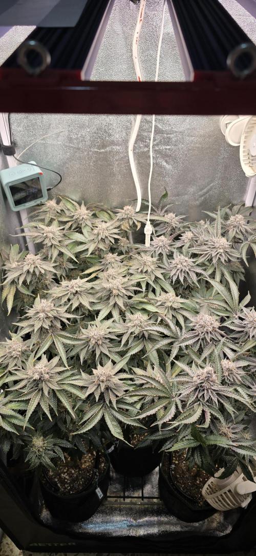 Wrank R2 microgrower's pheno-hunting. Week 24