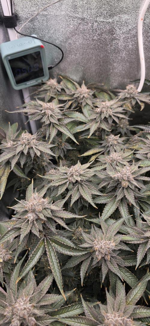 Wrank R2 microgrower's pheno-hunting. Week 24