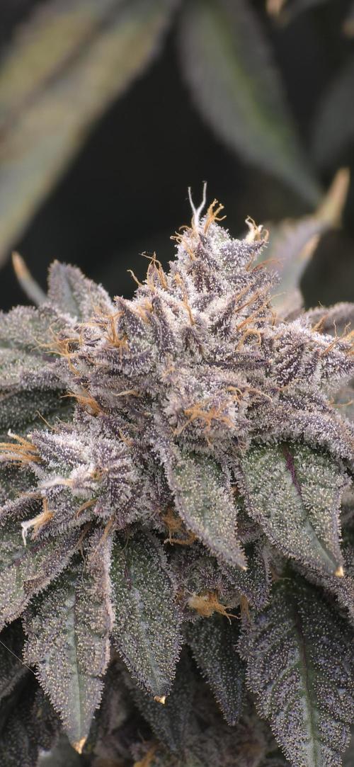 Wrank R2 microgrower's pheno-hunting. Week 24