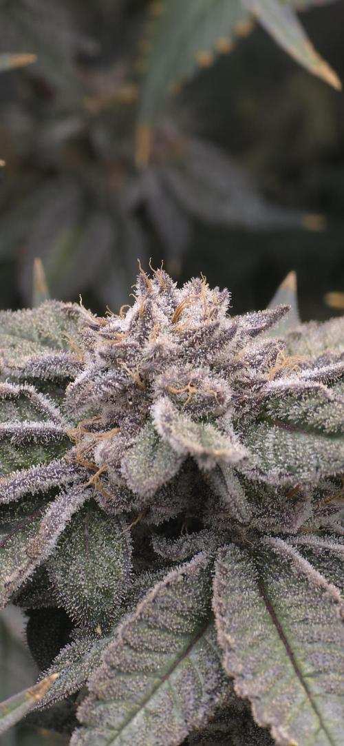 Wrank R2 microgrower's pheno-hunting. Week 24