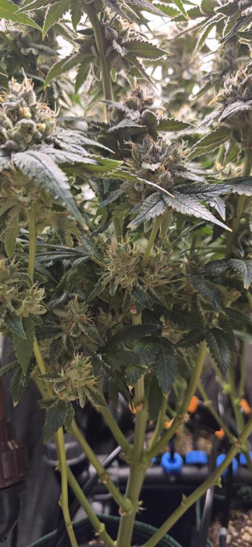 Wrank R2 microgrower's pheno-hunting. Week 24