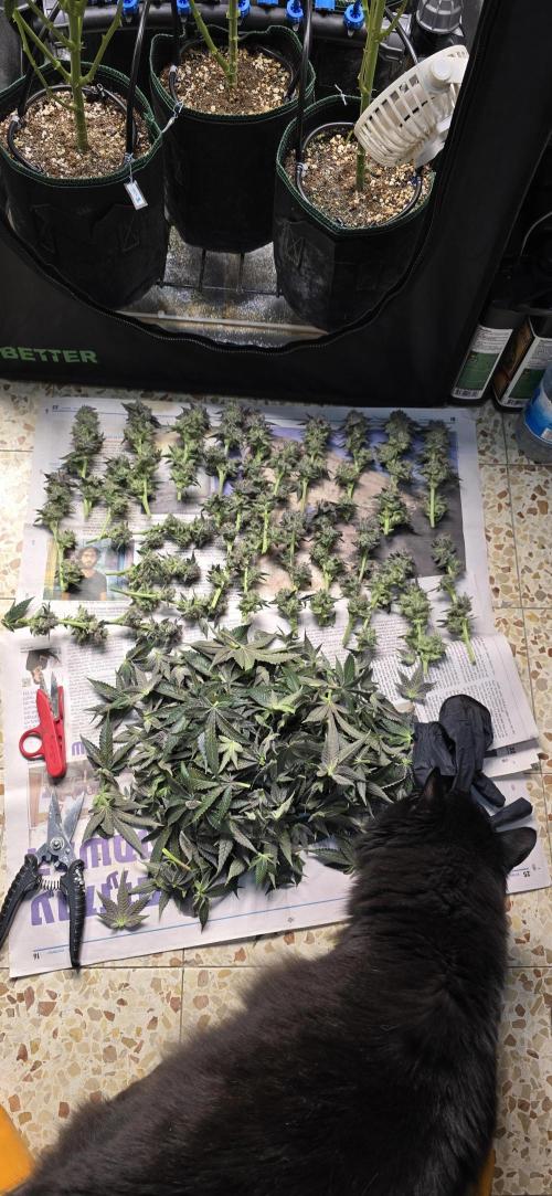Wrank R2 microgrower's pheno-hunting. Week 24