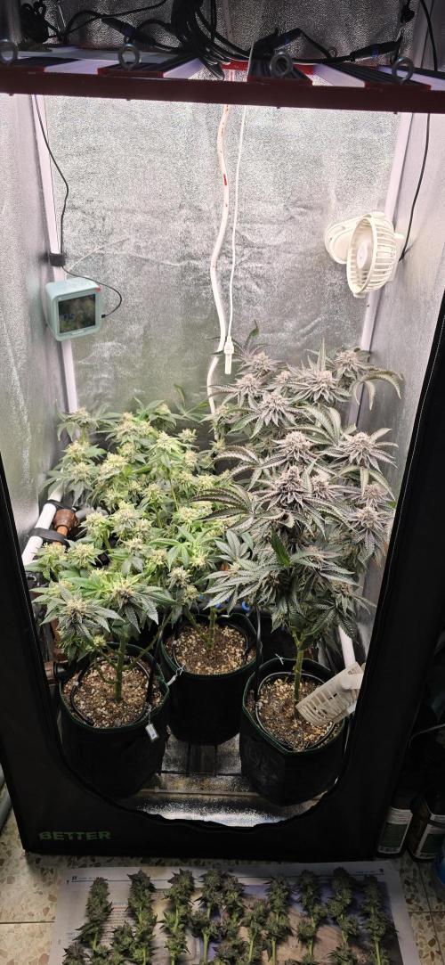Wrank R2 microgrower's pheno-hunting. Week 24