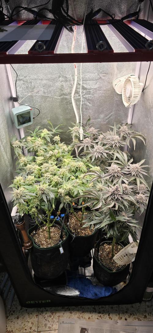 Wrank R2 microgrower's pheno-hunting. Week 24