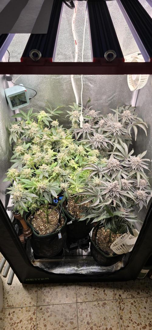 Wrank R2 microgrower's pheno-hunting. Week 24