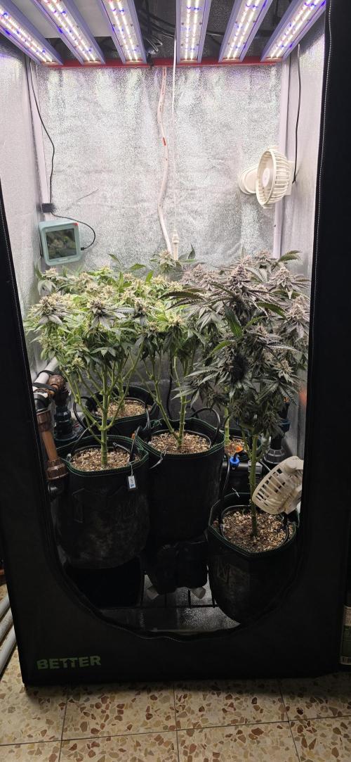 Wrank R2 microgrower's pheno-hunting. Week 24