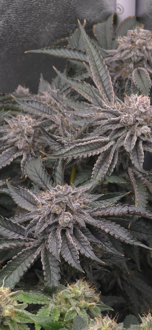 Wrank R2 microgrower's pheno-hunting. Week 24