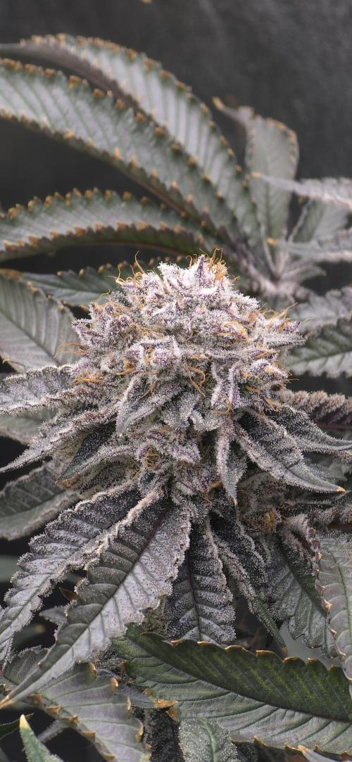 Wrank R2 microgrower's pheno-hunting. Week 24