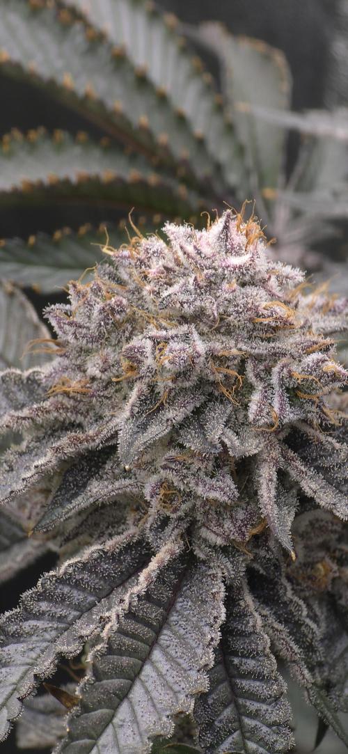 Wrank R2 microgrower's pheno-hunting. Week 24