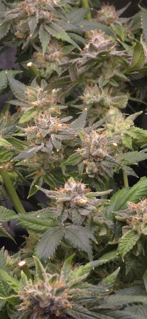 Wrank R2 microgrower's pheno-hunting. Week 24