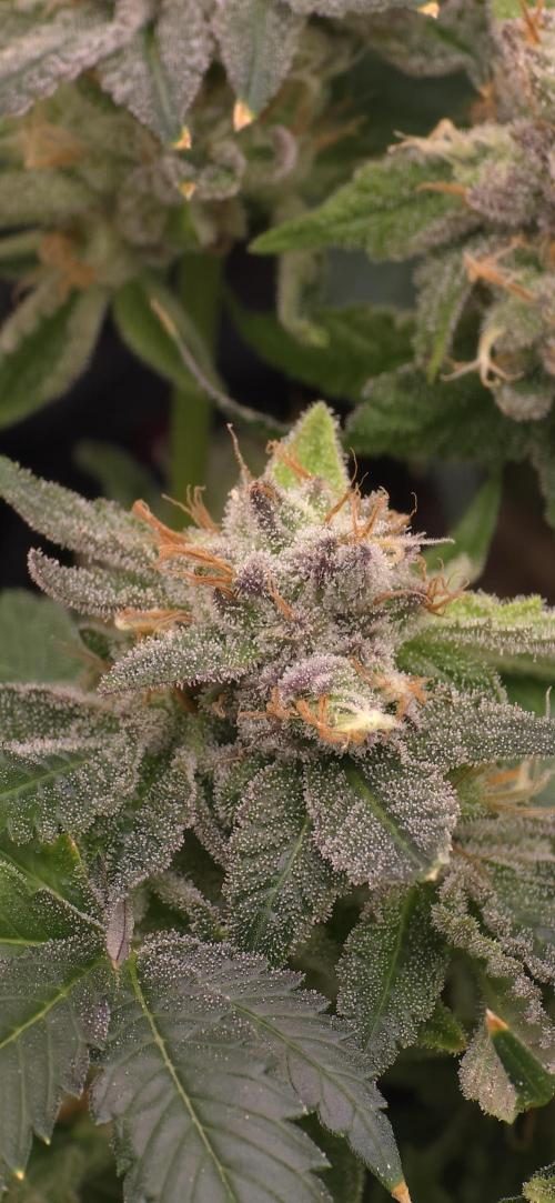 Wrank R2 microgrower's pheno-hunting. Week 24