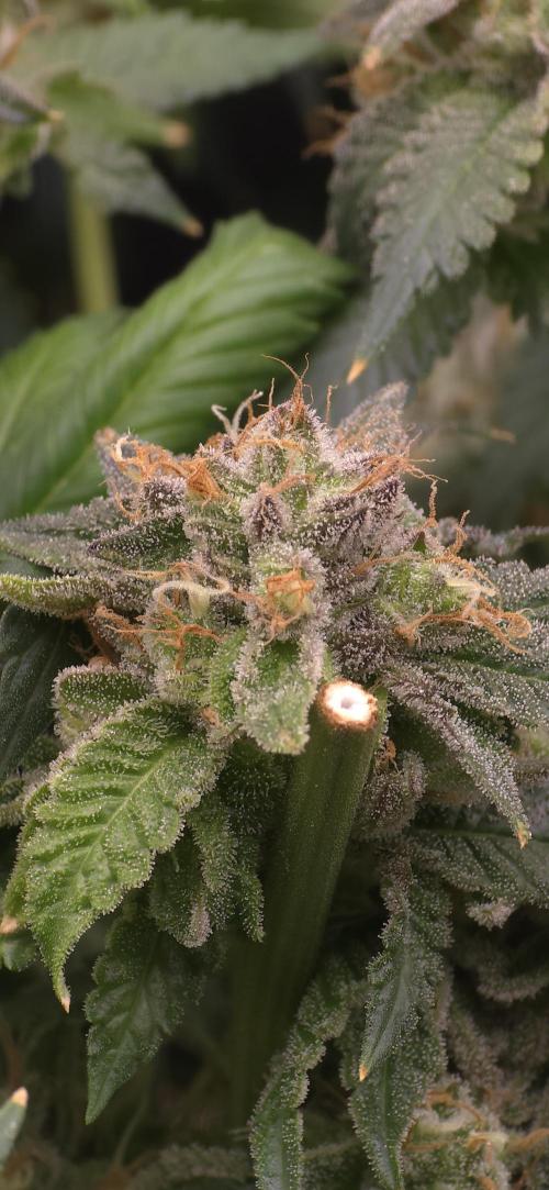 Wrank R2 microgrower's pheno-hunting. Week 24