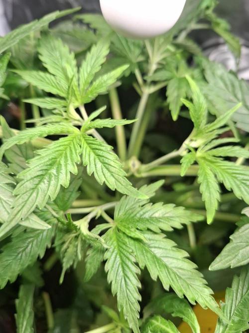 Runtz in Low cost setup. Week 6