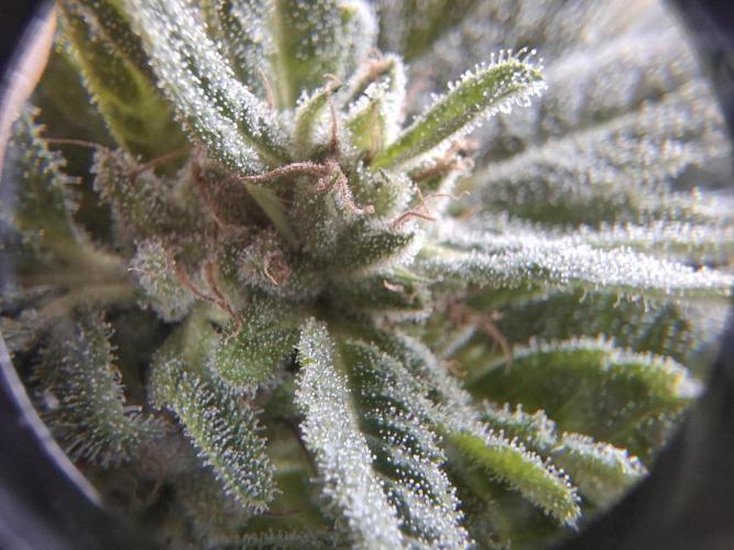 Jack Herer Balkon. Week 15