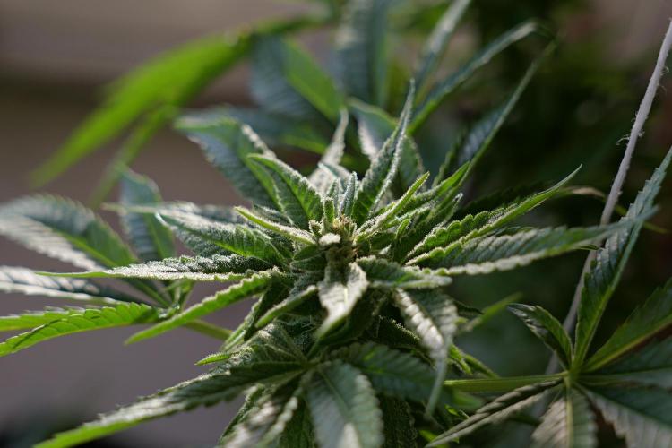 Jack Herer Balkon. Week 15