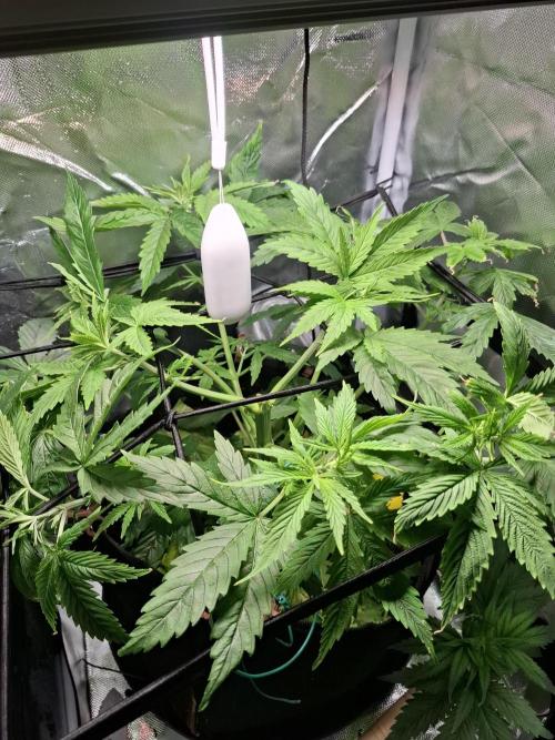 Runtz in Low cost setup. Week 7