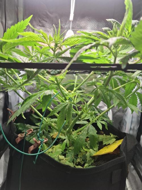 Runtz in Low cost setup. Week 7