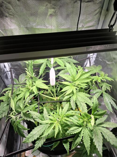 Runtz in Low cost setup. Week 7