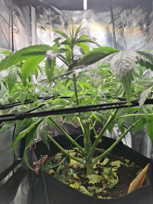 Runtz in Low cost setup. Week 8 - Nach dem entlauben 