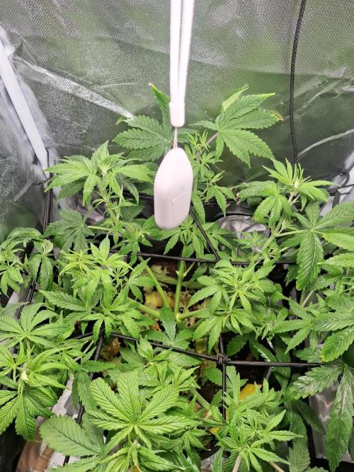 Runtz in Low cost setup. Week 8 - Nach dem entlauben 