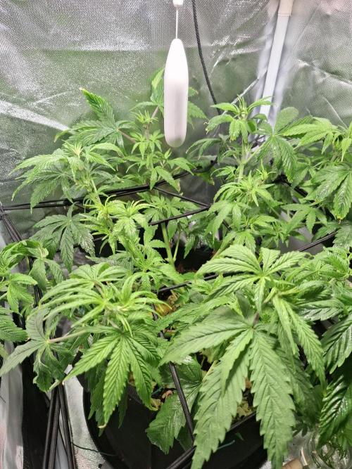 Runtz in Low cost setup. Week 8 - Nach dem entlauben 