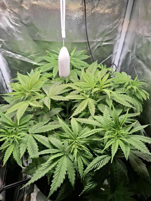 Runtz in Low cost setup. Week 8 - Vor dem entlauben