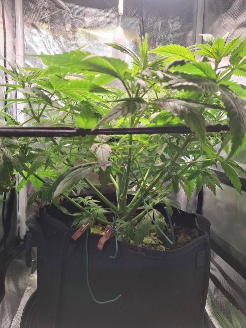 Runtz in Low cost setup. Week 8 - Vor dem entlauben 