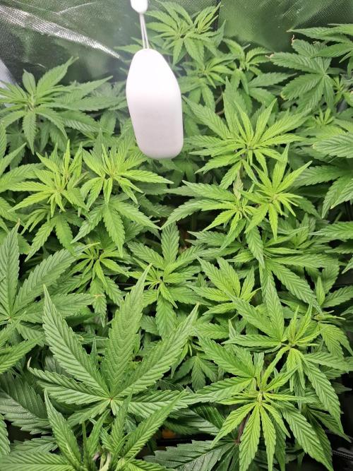 Runtz in Low cost setup. Week 9